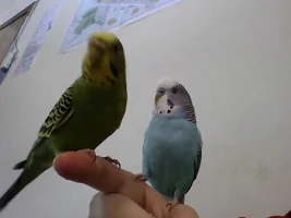 Official budgie photo thread!