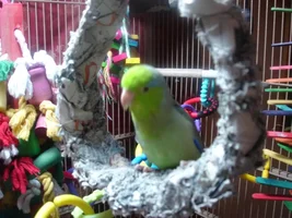 My Parrotlet Beemer