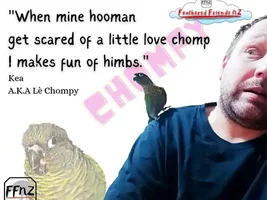 The best Bird meme!!