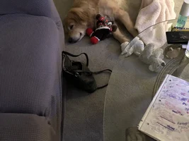 Sleepy doggie