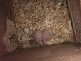 First time Sun Conure breeder