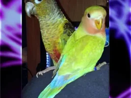 Long time birdy daddy