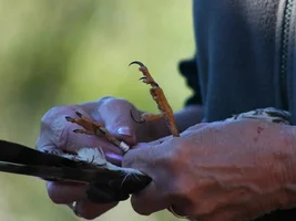 Will a Hawk attack a Macaw?