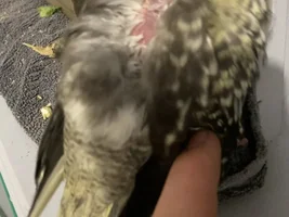 Plucking or Malting?