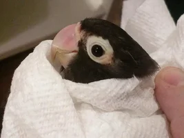 Problem with lovebird