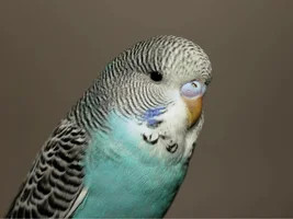 My Friend Henry