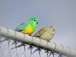 Native cockatoos