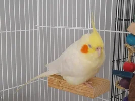 Show me your sleepy bird photos