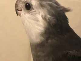 Small bird photo thread!