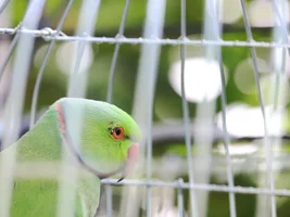 Ranjan From India - My parrot need your help