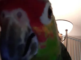 New Member