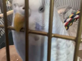 budgie appreciation post!