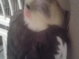 Happy Hatch Day for Baby