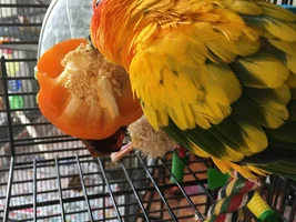 SIX budgies, a Conure, and a fiddle