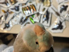 Meep the work mascot