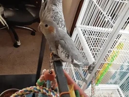 Name suggestions