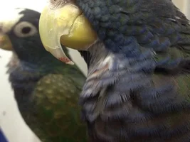 Just Me and My White Cap Pionus (for now hehe)