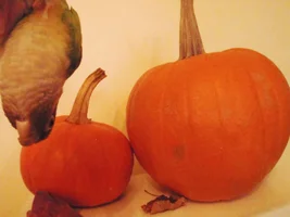November POTM Contest
