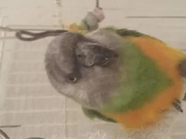 New to birds