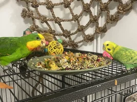 Healthy but lazy parrots?