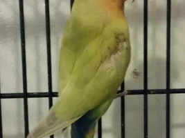 Breeding/Genetics Question (with pics)