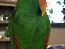 Molting or Plucking?