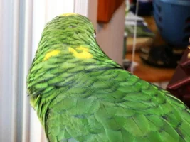 Name that species (with pictures)