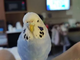 What happened to her beak?