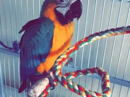 New member :) meet rio.... Help please