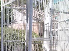 Small bird photo thread!