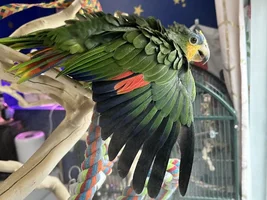 Funky Feathers