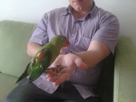Hand shy; shoulder trained