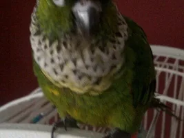 An update and a scary dream