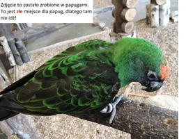 Bird Identification Game!
