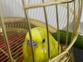 How can I know my 2 Lovebirds sex/gender