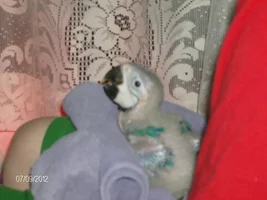 6 wk old macaw eating bedding