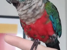 Six months baby... and already molting?!