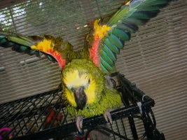 Amazon Bathing