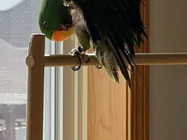 Bird Hemp