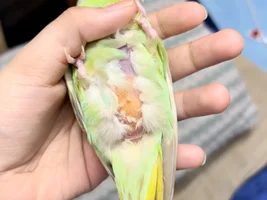 Please help// What’s wrong with my budgie?