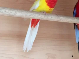 Rosellas breeding