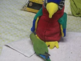 Jewels met a macaw