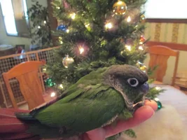 Green Cheeks for sale-healthy?
