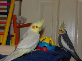 lala and sid both cockatiels tk you and yor welcome
