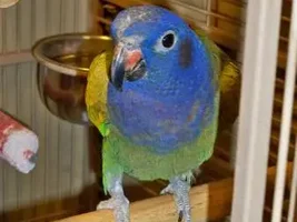 Molting? (Pic included)