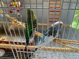Hard pellets