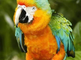Bird Identification Game!