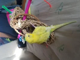 Rickets in Juvenile Budgie