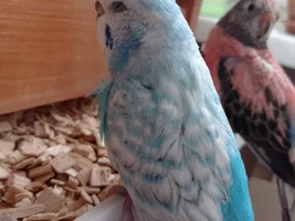 Birdie Chatroom!