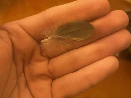 Molting?